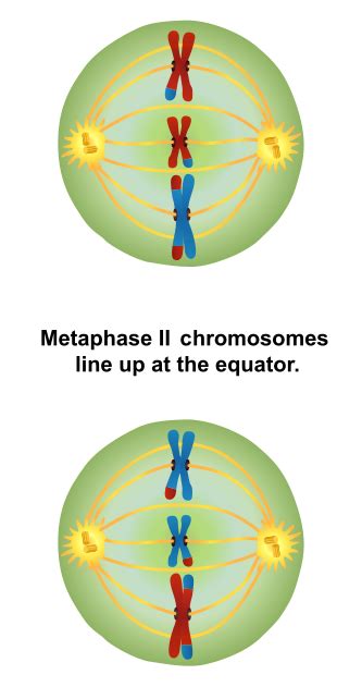 Difference Between Metaphase 1 and 2 - Pediaa.Com