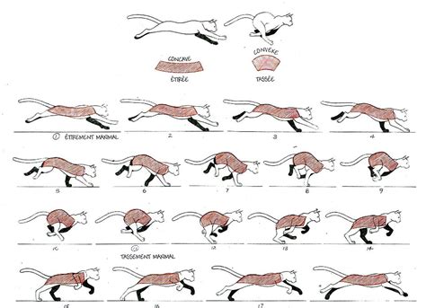 How To Draw A Cat Running at How To Draw