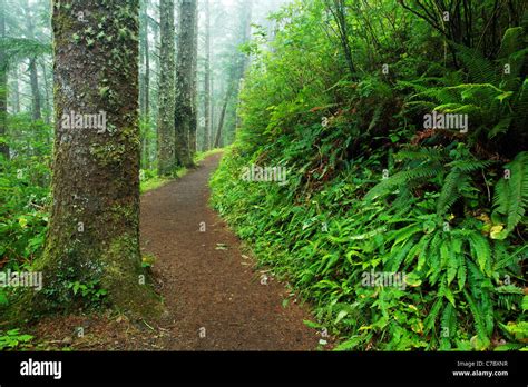 Cape Lookout trail, Cape Lookout State Park, Oregon, USA, North America ...