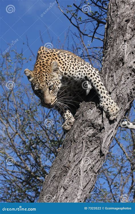 Leopard Jumping Stock Photography - Image: 7323522