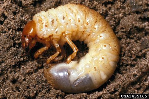 white grubs, scarabs, scarab beetles, (Coleoptera: Scarabaeidae) - 1435165