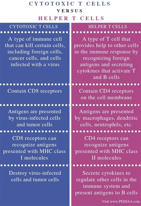 What is the Difference Between Cytotoxic T Cells and Helper T Cells ...