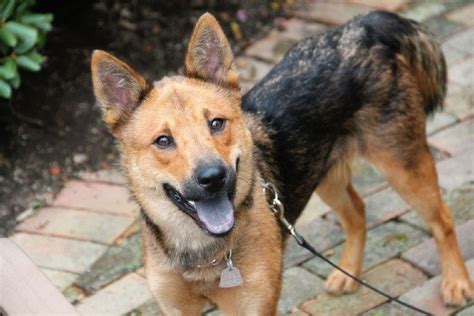 Shiba Inu & German Shepherd Mix: Info, Pictures, Characteristics ...