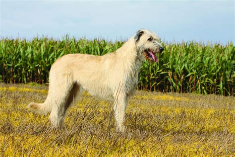 How To Train And Understand Your Irish Wolfhound Puppy Dog|eBook ...