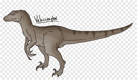 Velociraptor Tyrannosaurus Drawing Dinosaur, dinosaur, pencil ...