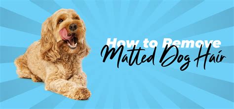 how to remove matted dog hair | christies pet grooming