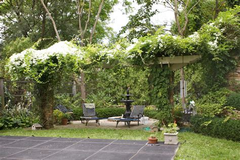 Pergola Plants Guide: Shade and Enhance Your Outdoor Space