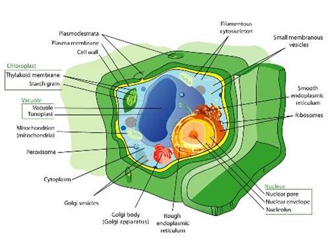 Plantae Structure