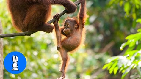 Baby Orangutan Are Adorable - Cutest Compilation - YouTube