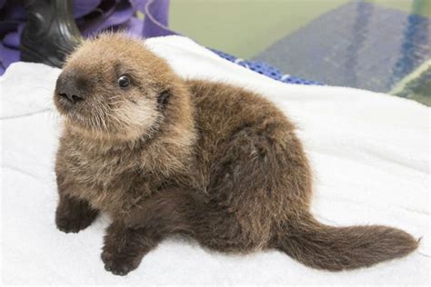 ADORABLE VIDEO: Baby sea otter learns to swim, groom, play at Shedd ...