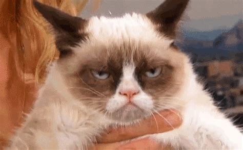 Grumpy Cat GIF - Find & Share on GIPHY