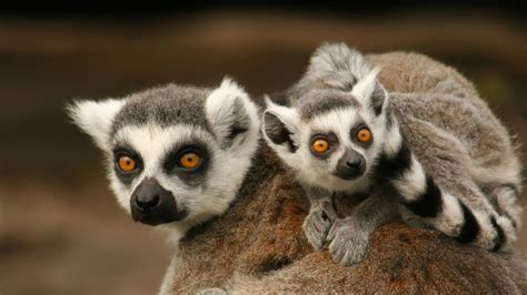 Lemur | San Diego Zoo Animals & Plants