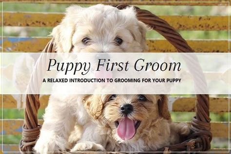 Puppy's First Groom | Pooch Dog Spa News