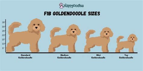 What is a F1B Goldendoodle? A Complete Guide for 2024 - Happy Oodles