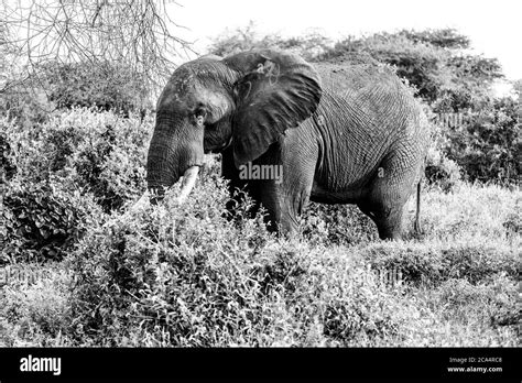 Elephants in Amboseli Nationalpark, Kenya, Africa Stock Photo - Alamy