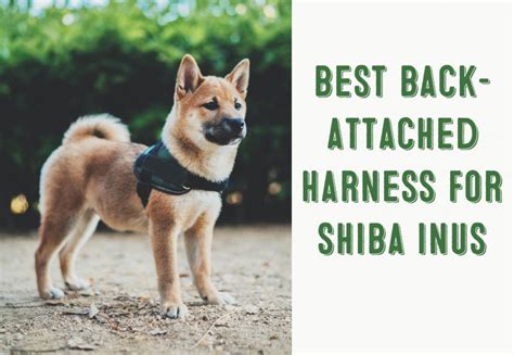 | My First Shiba Inu