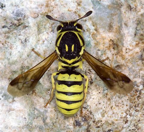 Pollen Wasp from Pinnacles - Pseudomasaris edwardsii - BugGuide.Net