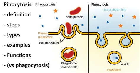 Pinocytosis- definition, steps, types, examples, (vs phagocytosis)