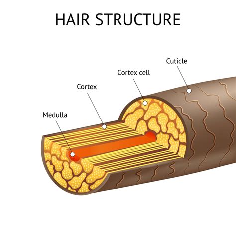 Basic Hair Structure Diagram Hair And Hair Types