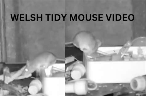 Welsh Tidy Mouse Video Cleaning up Shed