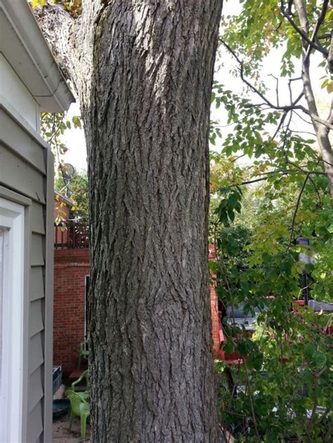 Assessing the Value of a Yard Elm Tree