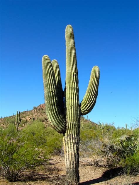 Desert Plants | Desert Botanical Garden – Pheonix, Arizona | Desert ...