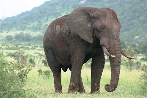 African Elephant Facts - Profile | Traits | Habitat | Tusk | Behavior ...