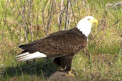 Michigan Man Films Amazing Video of Bald Eagle on Side of Road