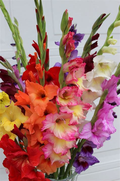 GLADIOLAS IN SUMMER FLORAL ARRANGEMENTS - Sowing the Seeds