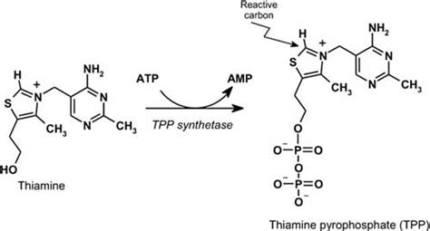 Thiamine Deficiency Case File