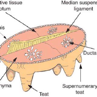 Cow Udder Anatomy Ppt - All About Cow Photos