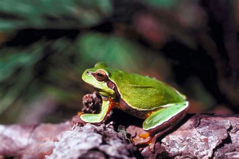 Pine Barrens Tree Frog 101: New Jersey's Colorful Native