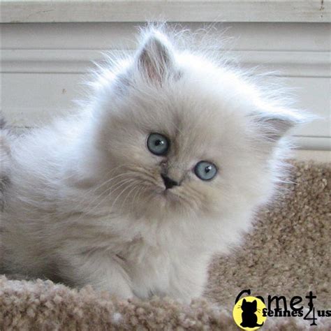 Himalayan Kitten for Sale: Rare color Himalayans and Persians CFA 14 ...