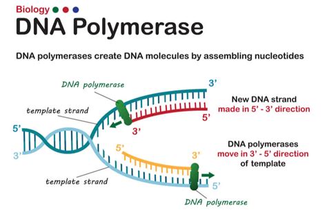 DNA Replication - The Definitive Guide | Biology Dictionary