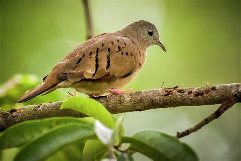 Ruddy Ground Dove Canaguaros Tauramena Casanare Colombia Photograph by ...