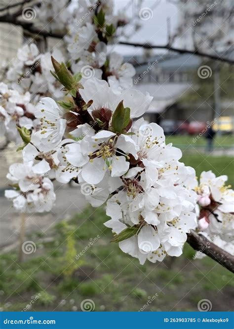 Apricot Blossom Branch for Celebration Design. Beautiful Floral ...