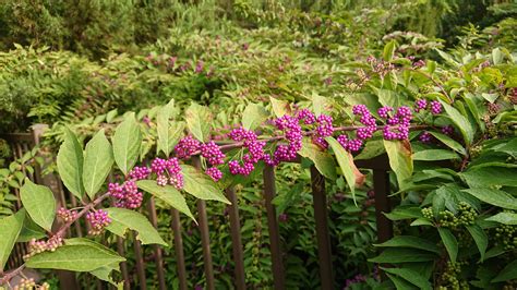 Beautyberry - Lewis Ginter Botanical Garden Richmond, VA