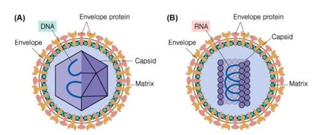 Structural Biology of Viruses - Creative Biostructure