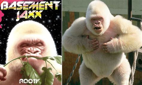 World's only albino gorilla lost his colour - and ultimately died ...