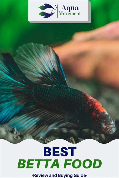 Best Betta Fish Food - Healthy + Colorful Betta | Aqua Movement