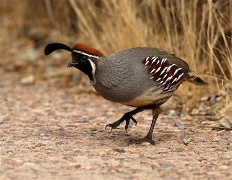 Gambel’s Quail – birdfinding.info