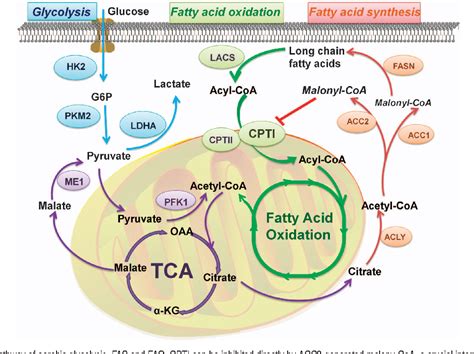 Fatty acid oxidation and carnitine palmitoyltransferase I: emerging ...