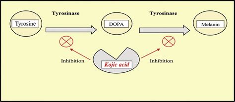 Inhibiting the activities of tyrosinase by KA. | Download Scientific ...