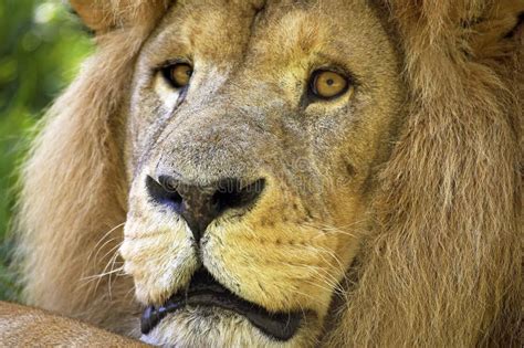 AFRICAN LION Panthera Leo, HEAD CLOSE-UP of ADULT Stock Image - Image ...