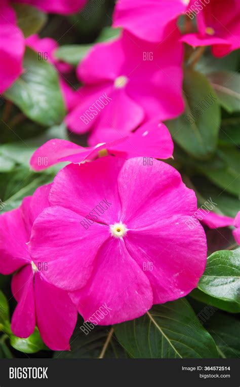 Foliage Vinca Flowers Image & Photo (Free Trial) | Bigstock