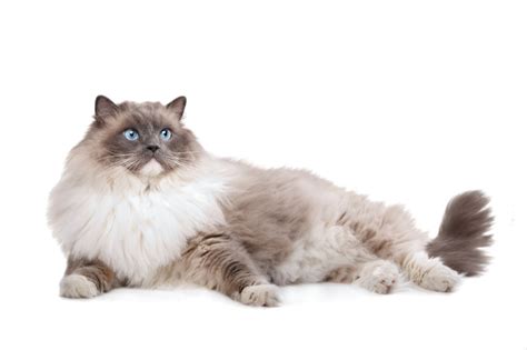 Chat Ragdoll, découvrez son histoire et ses caractéristiques - Animal Futé