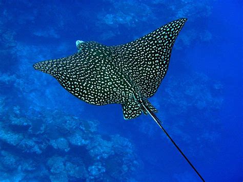 Spotted Eagle Ray Facts