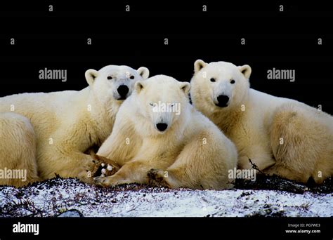 Polar bear family (sow with two yearling cubs; Ursus maritimus) resting ...