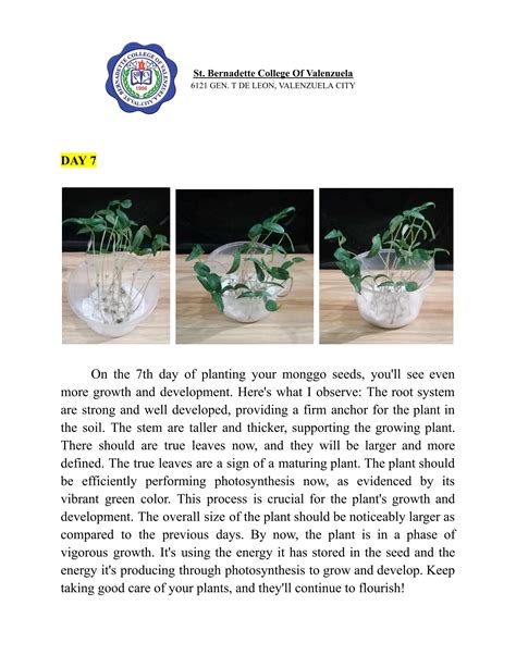 Monggo Seeds Experiment Day 1 to Day 7.pdf