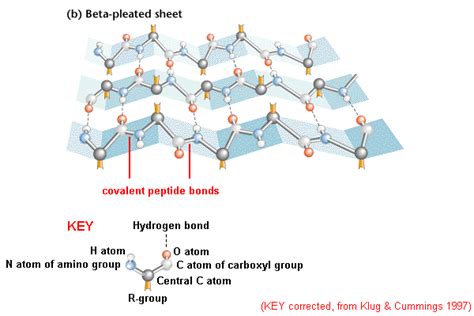 Beta Pleated Sheet Protein Structure